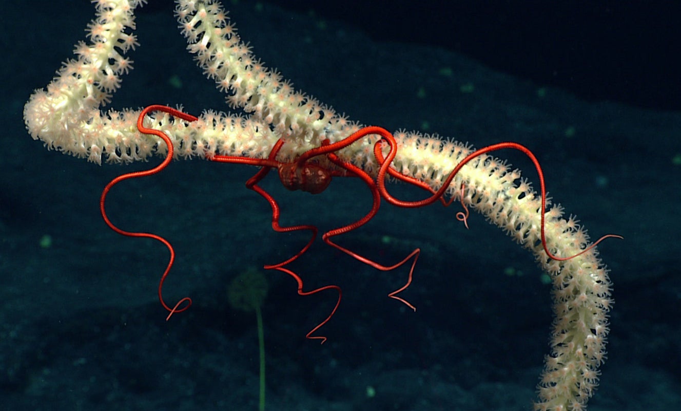 brittle star and coral polyp