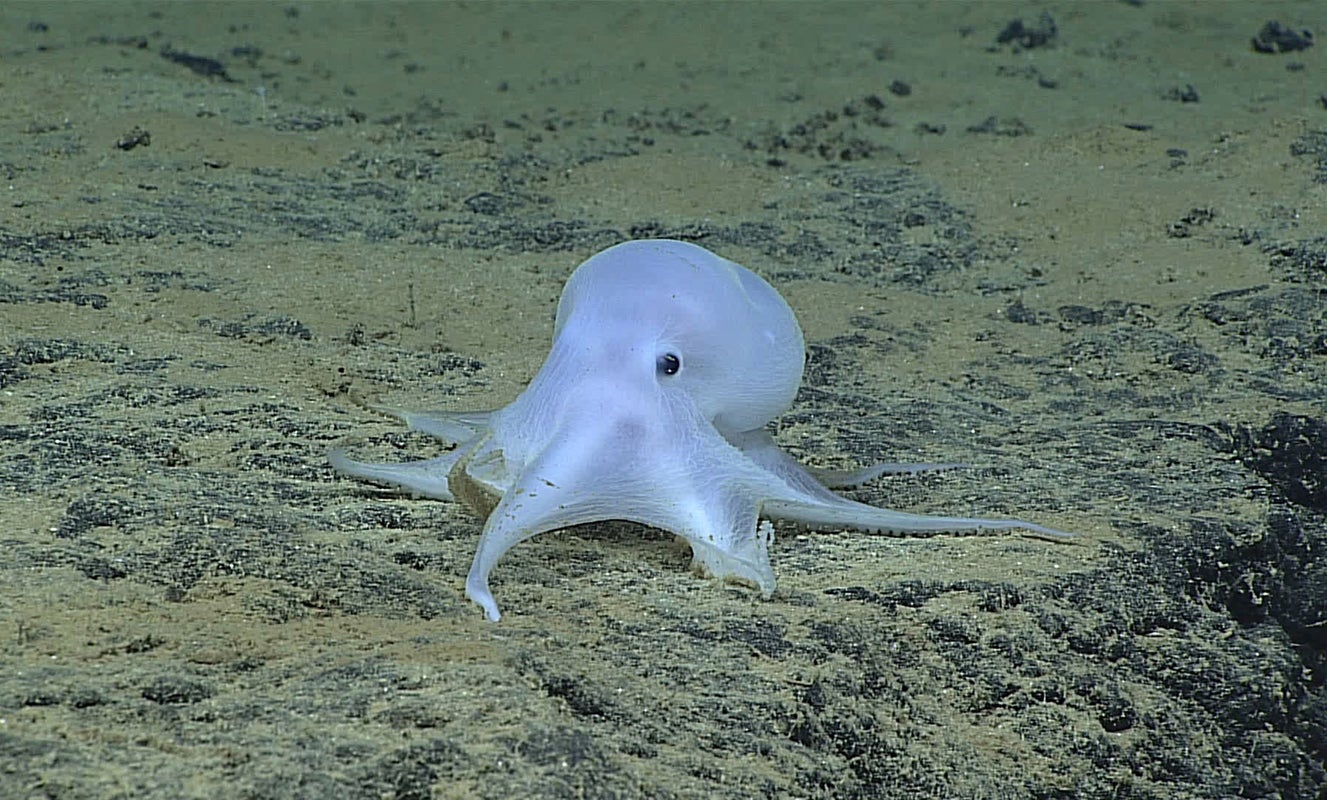 ghost octopus