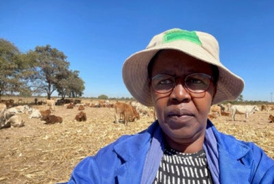 Woman in front of cattle