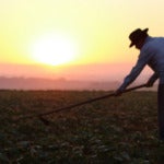 silhouette of farmer wearing a hat working in the fields at sunset