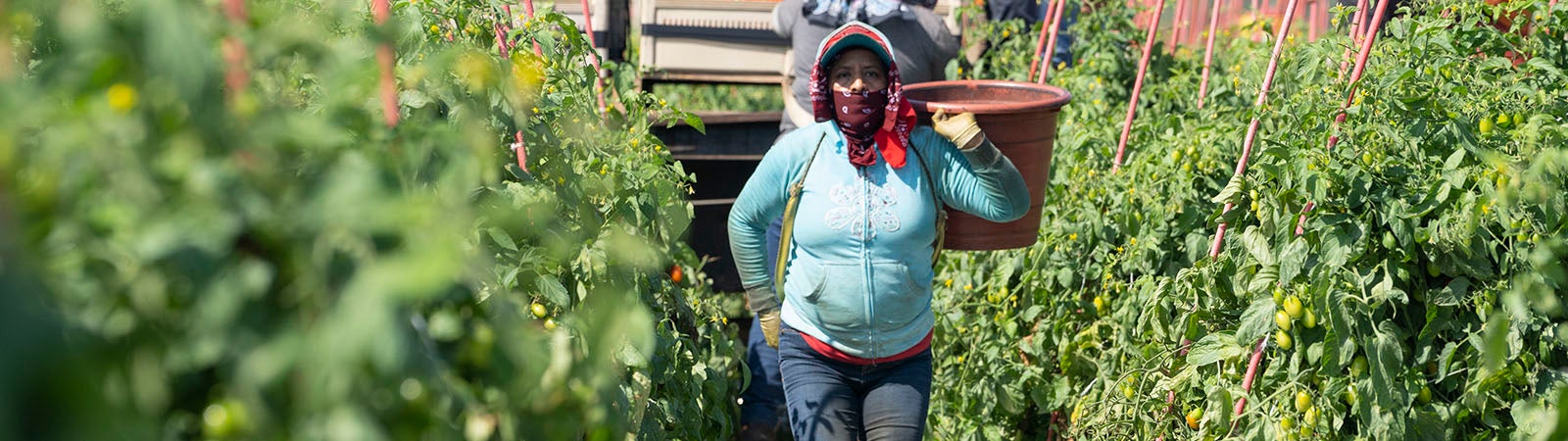Farm worker in Florida