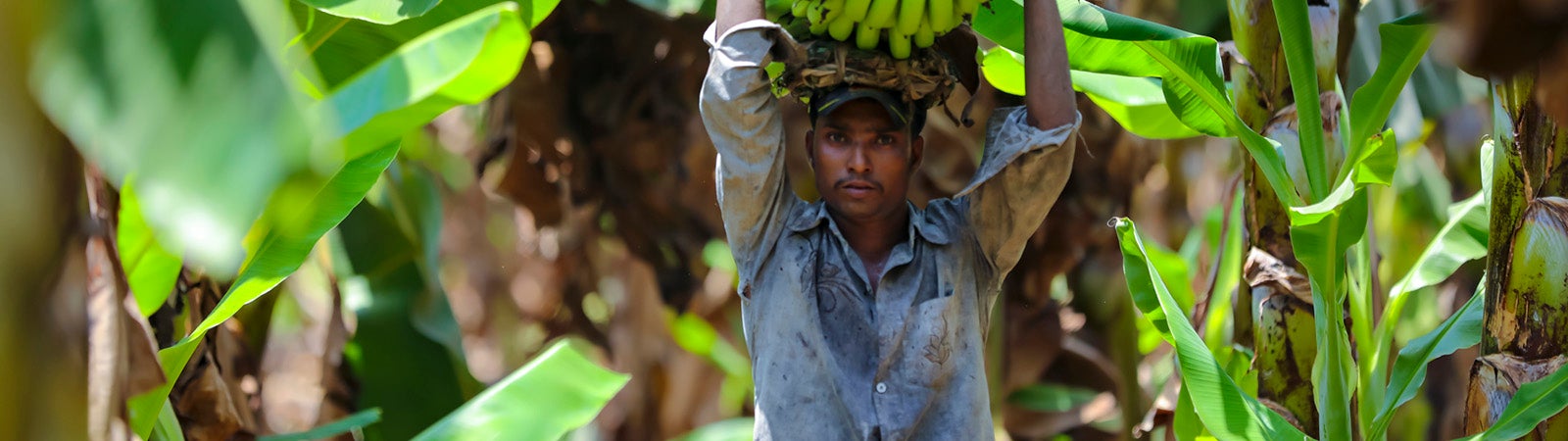 Farmer in India with banana bunch