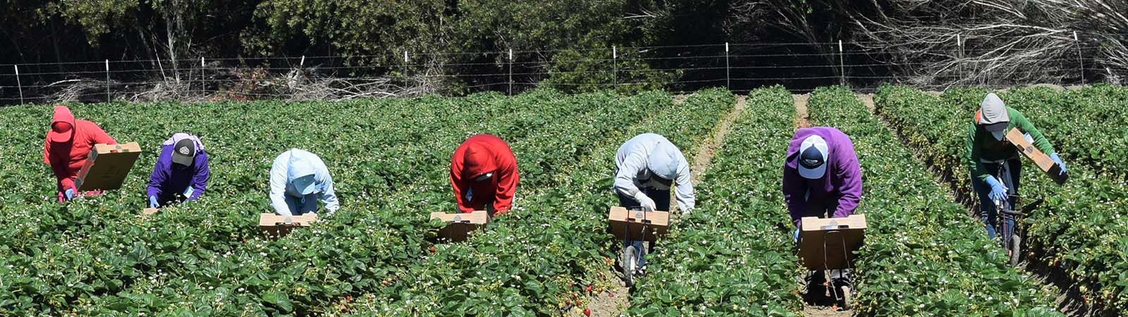 Migrant farmworkers picking strawberries