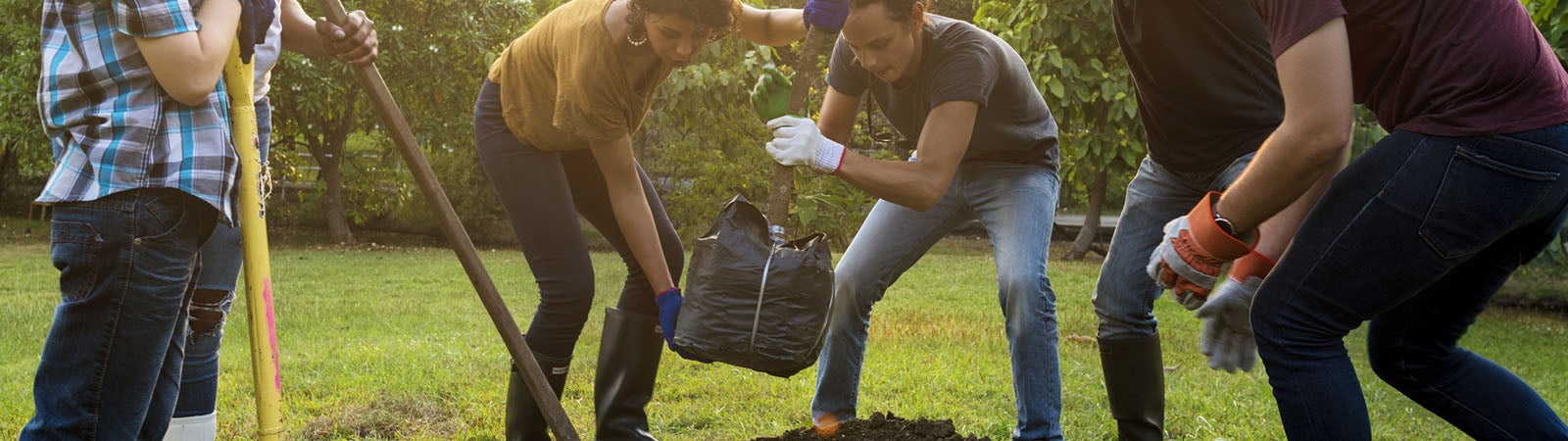 Group of people plant a tree